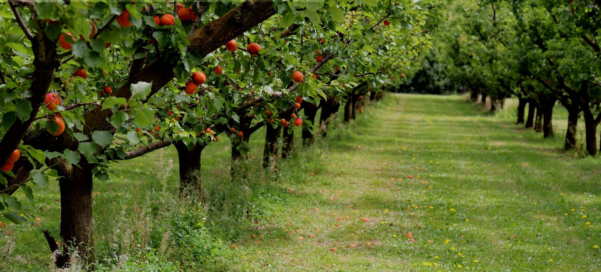 La qualité au cœur des purées de fruits CAPFRUIT